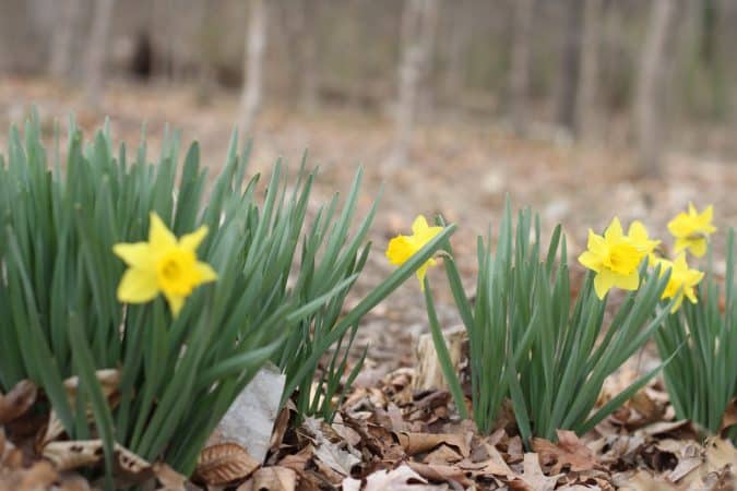 Daffodils in Park Woods