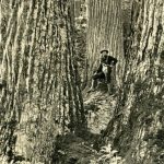 This picture, taken in the mid- to late 19th century, gives an idea of just how large and profuse the American chestnut tree was in Eastern U.S. forests. There are now only 100 or so that remain. (Courtesy photo American Chestnut Foundation)